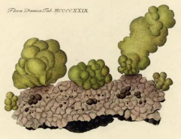 Figure 1 –  Ulva olivacea. Reprint of Flora Danica Tab  MCCCCXXIX 1429 (Hornemann 1810).