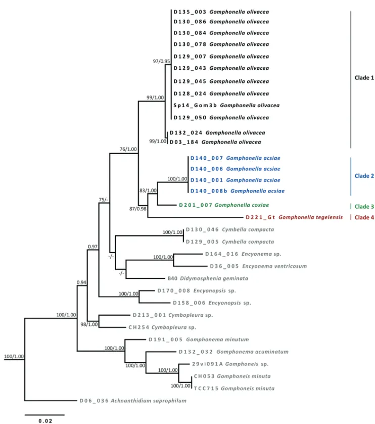 Figure 4 – Phylogenetic tree using maximum likelihood of the dataset of the rbcL molecular marker with bootstrap statistics (&gt; 75) for ML  (LB) and (&gt; 0.90) posterior probabilties (BI)
