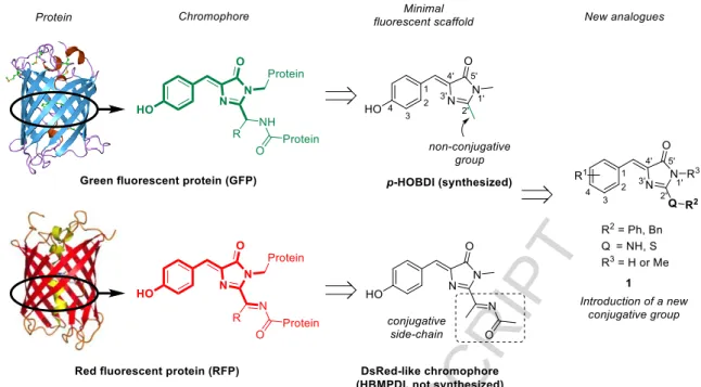 Figure 1. Structure of the p-HOBDI, chromophore of the green fluorescence protein (GFP, upper line) and HBMPDI, chromophore of the red  fluorescence protein (RFP, bottom line)
