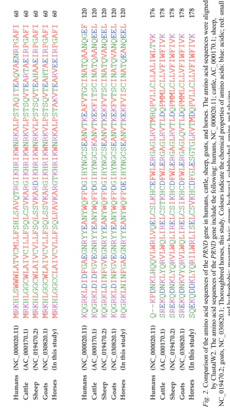Fig. 2. Comparison of the amino acid sequences of the PRND gene in humans, cattle, sheep, goats, and horses