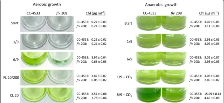 Fig. 3  Growth phenotype of the C. reinhardtii wt CC-4533 and the flv 208 mutant cultures under different light illumination protocols