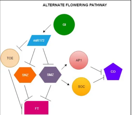 Figure 2. The alternate flowering pathway. GI regulates the amount of miR172 which further interferes with the mRNA  of several FT repressors like TARGET OF EAT 1 (TOE1), SCHLAFMUTZE (SMZ) and SCHNARCHZAPFEN  (SNZ)