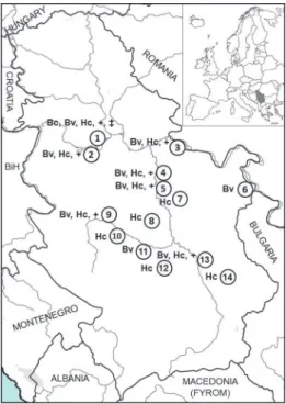 Fig. 1. Geographical distribution of foxes positive for, and co-infected with, Babesia vulpes, Babe- Babe-sia canis and Hepatozoon canis in the Republic of Serbia