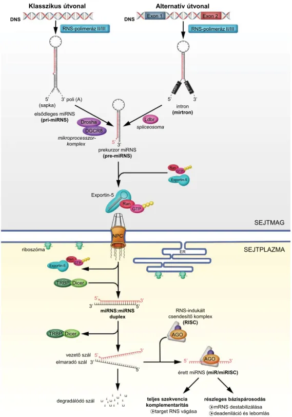 1. ábra A miRNS-ek biogenezisének folyamata. Részletes leírás a szövegben miRNS = mikro-RNS