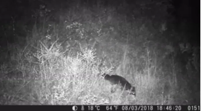 Figure 4: The raccoon was seen twice near the Tbilisi National Park; ones near Village Mamko- Mamko-da and ones near GlMamko-dani village.