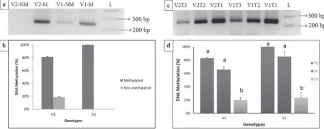 Figure 1. DNA methylation profile of EV-22 (V1) and Syngenta 8441 (V2) at the region of -1.1k of the pro- pro-moter of ZmEXPB2 gene under normal and salt stress conditions