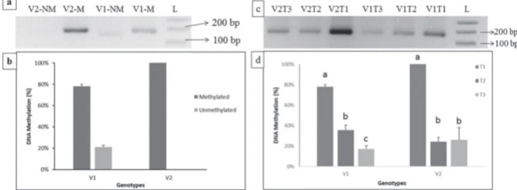 Figure 2. DNA methylation profile of EV-22 (V1) and Syngenta 8441 (V2) at the region of -0.4k of the pro- pro-moter of ZmXET1 gene under normal and stress conditions