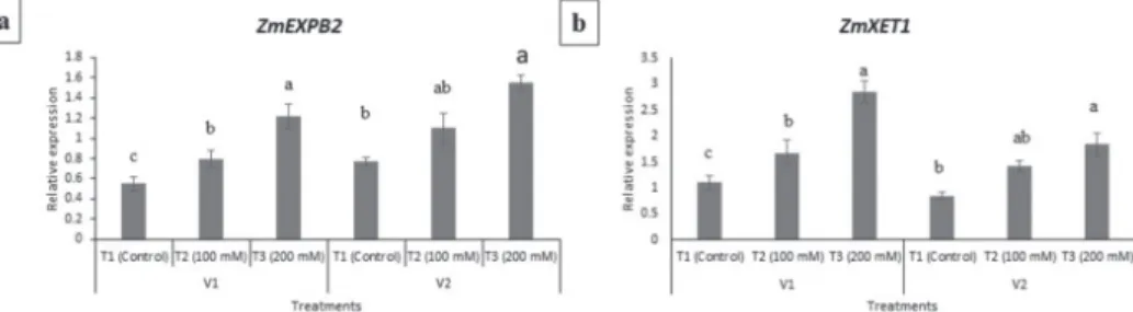 Figure 3. Relative gene expression levels of ZmEXPB2 and ZmXET1 genes in of EV-22 (V1) and Syngenta  8441 (V2)