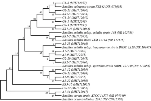 Fig. 2. Phylogenetic trees of 20 Bacillus strains based on 16S rRNA and gyrA gene sequences