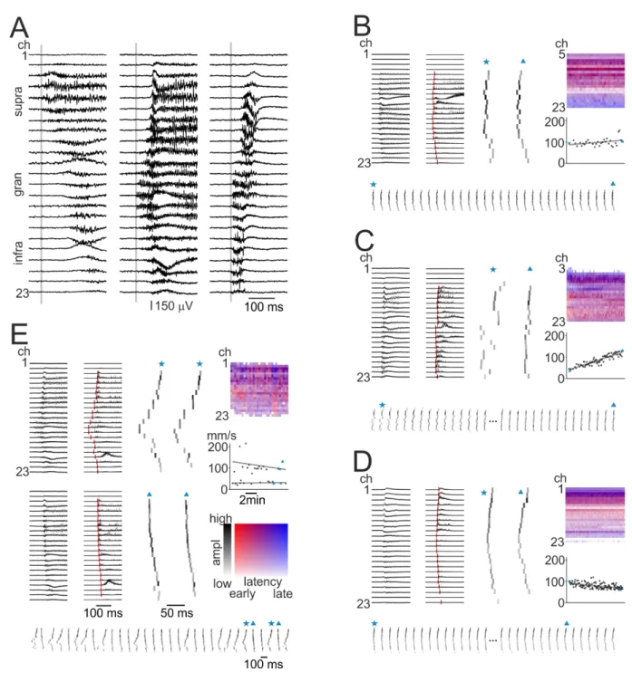 Figure 4. Initiation and propagation of BIC-induced IISs within the neocortex 