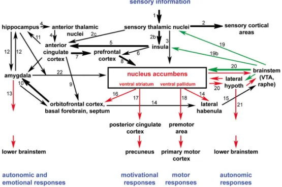 Fig. 2 Afferent and efferent connections of the accumbens/ventral striatum. The scheme represents the neuronal pathway interconnectivity converging onto and originating from the nucleus accumbens (NAc)/