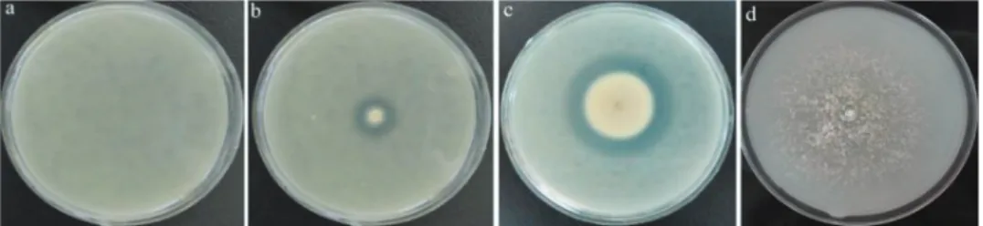 Fig. 1. Halo formation in the result of protease production by fungal strains after five days   on conventional skim milk agar