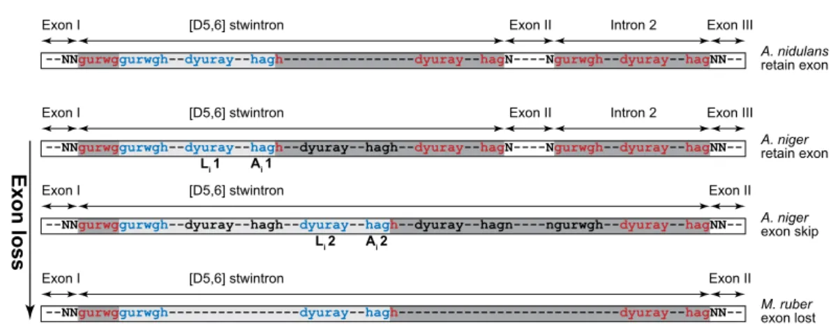 Fig. 3), we found a minority of A. niger cDNA clones ( &lt; 5%) that lacked the 105-nt long alternative internal intron Figure 4