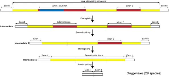 Figure 7.  Excision of the first intervening sequence in the primary transcript of the Onygenales rtnA genes  requires four consecutive U2 splicing reactions