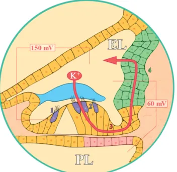 1. ábra A káliumrecirkuláció a cochleában. A magas endocochlearis po- po-tenciál következtében a K +  az endolymphából a szőrsejtekbe  kerül (1, 2), ahol depolarizációt idéz elő