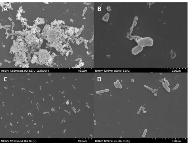 Figure 4.  Listeria monocytogenes and Escherichia coli biofilms observed using scanning electron  microscope