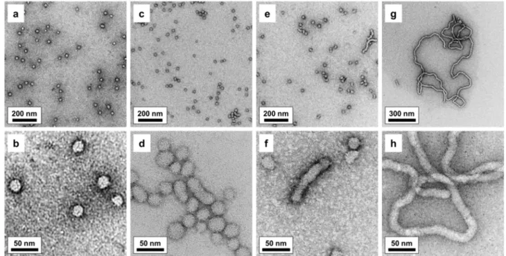 Figure  5.  TEM  images  of  copolymer  micelles  formed  by  self-assembly  in  water:  PIB 23 -IL- -IL-PEtOx 40  (a, b), PIB 23 -IL-PEtOx 30  (c, d), PIB 23 -IL-PEtOx 20  (e, f), PIB 23 -IL-PEtOx 10  (g, h)