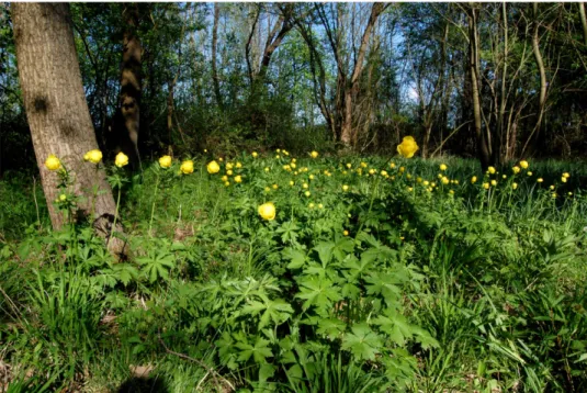 Fig. 2. Veratro albi-Fraxinetum angustifoliae: Vámospércs “Jónásrész” with Trollius europaeus  in the herb layer (photo: L