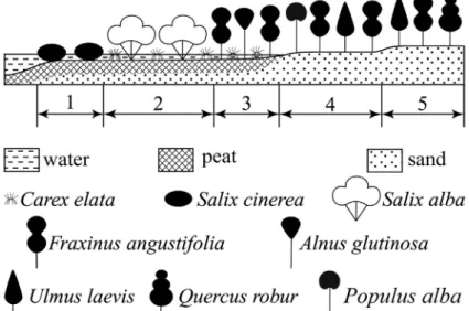 Fig. 3. Vegetation diagram of the “Mogyorósi-erdő” at Nyírábrány. 1 = Calamagrostio-Sali- Calamagrostio-Sali-cetum cinereae; 2 = Carici elatae-SaliCalamagrostio-Sali-cetum albae; 3 = Fraxino pannonicae-Alnetum glutinosae; 4 = 