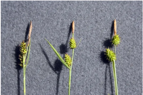 Fig. 1. Carex hostiana (left ), C. ×leutzii (middle), and C. lepidocarpa (right) (photo: A