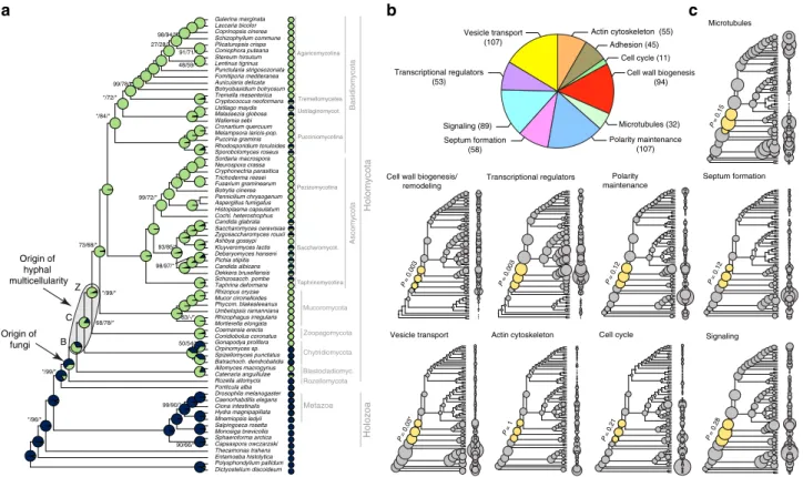 Fig. 1 The evolution of hyphal multicellularity and underlying genes in fungi. a Phylogenetic relationships among 72 species analyzed in this study