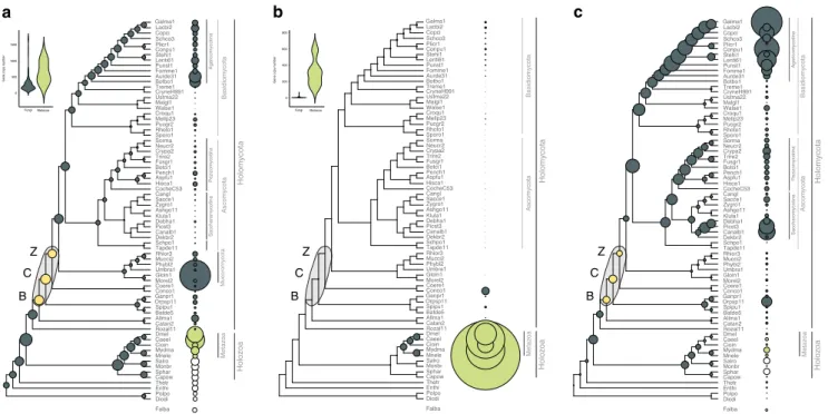 Fig. 2 The evolution of kinases, receptors and adhesive proteins in multicellular fungi