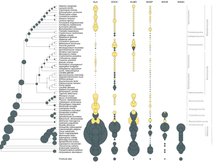 Fig. 4 Evolutionary history of phagocytosis-related gene families. Several phagocytotic gene families retained in ﬁ lamentous fungi (DOCK, ELMO, WASP).