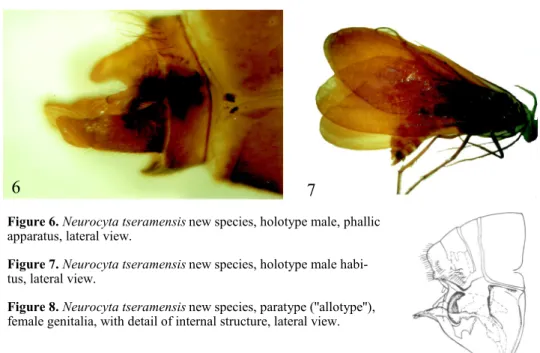 Figure 7. Neurocyta tseramensis new species, holotype male habi- habi-tus, lateral view