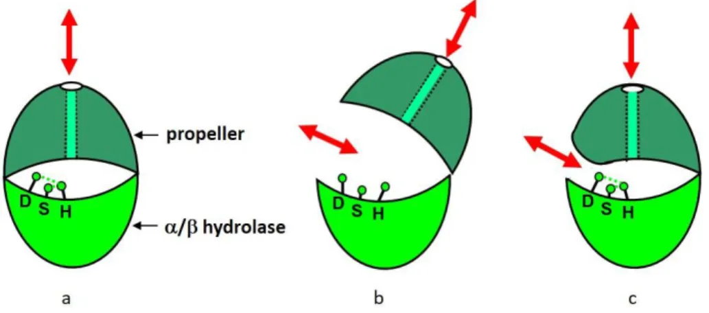 Figure 9 Schematic models of oligopeptidase monomers. The hydrolase domain with the catalytic triad is shown in light green,  while the propeller domain is colored dark green