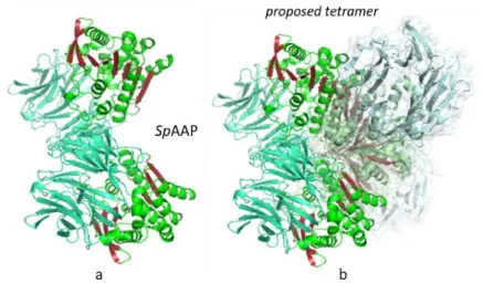 FIGURE 11 The dimer of SpAAP (PDB: 5l8s) leaves the sticky-edge unprotected, the proposed structure (drawing by  the authors) of a possible tetramerization could cover the aggregation-prone outer β-strand
