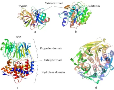 Figure 1 Comparison of the she structures of bovine trypsin subtilisin and prolyl oligopeptidase 