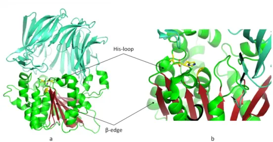 Figure 2 Structural elements of the hydrolase domain suggested to be important for multimer formation and regulating  activity