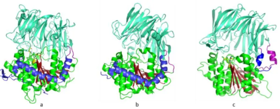 Figure 4 Structural elements shielding the sticky edge of the hydrolase domain in multimeric oligopeptidases