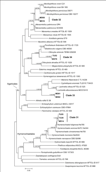 FIGURE 7 | Maximum likelihood (RAxML) phylogenetic tree of representative basidiomycetous isolates from Mongolia and representative sequences of the most similar BLAST matches from GenBank
