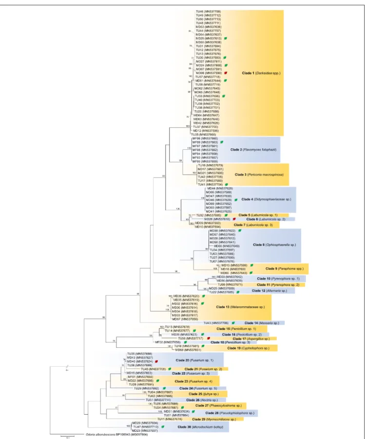 FIGURE 1 | Maximum likelihood (RAxML) phylogenetic tree of ITS sequences of isolates belonging to Ascomycota
