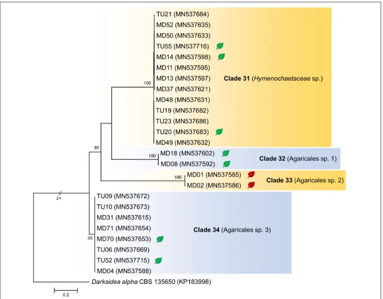 FIGURE 2 | Maximum likelihood (RAxML) phylogenetic tree of ITS sequences of isolates belonging to Basidiomycota