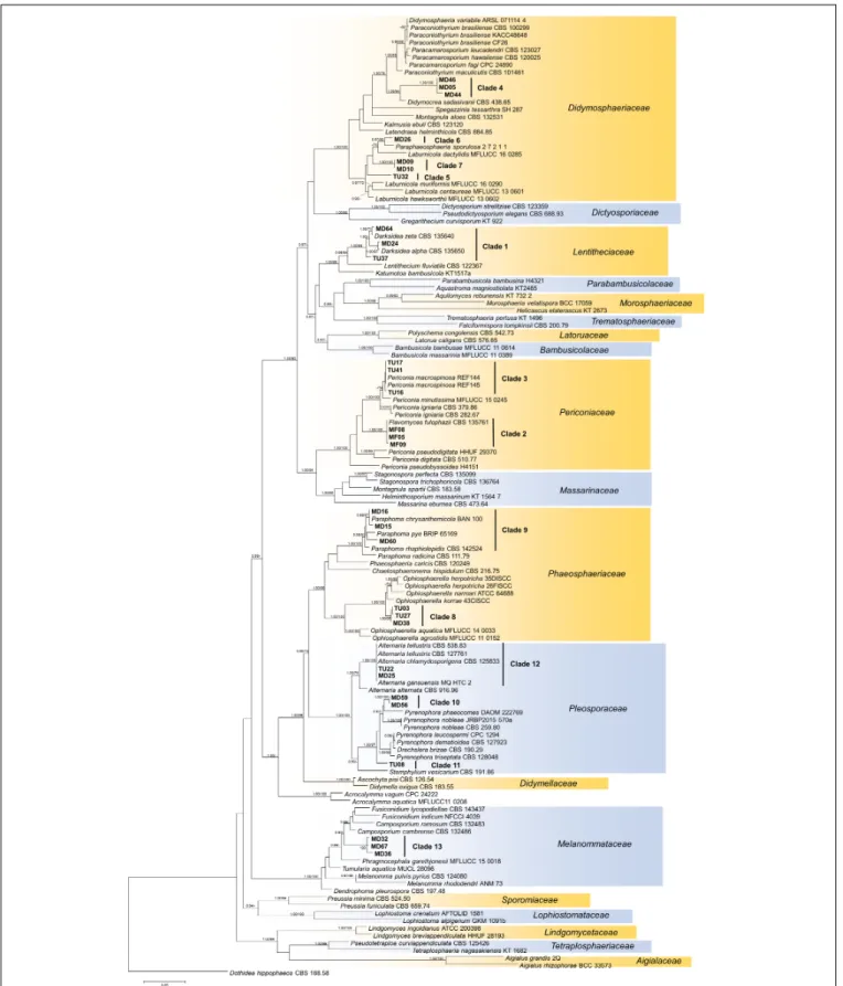 FIGURE 4 | Maximum likelihood (RAxML) phylogenetic tree of representative sequences from Pleosporales based on the analysis of three loci (LSU, ITS, and TEF).