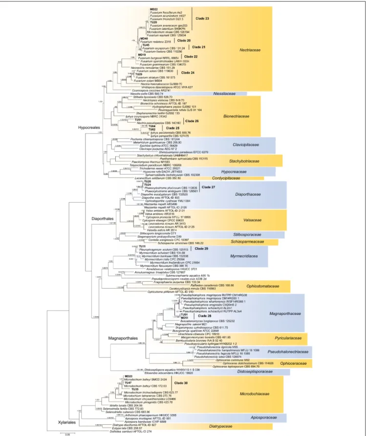 FIGURE 5 | Maximum likelihood (RAxML) phylogenetic tree of representative sequences from Sordariomycetes based on the analysis of three loci (LSU, ITS, and TEF)