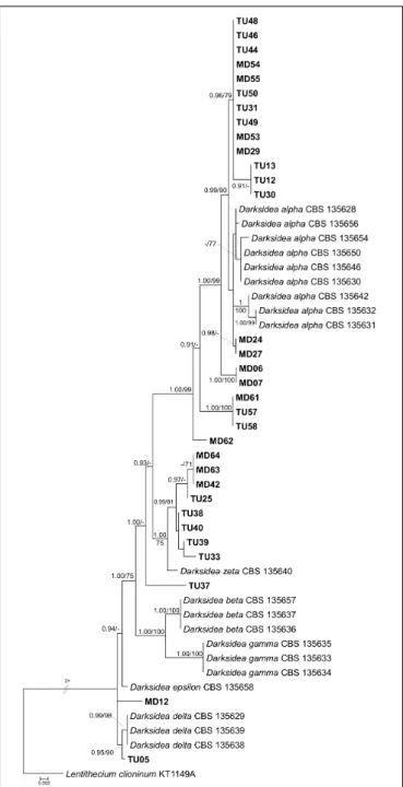 FIGURE 6 | Maximum likelihood (RAxML) phylogenetic tree of Darksidea isolates and representative sequences from Sordariomycetes based on the analysis of three loci (LSU, ITS, and TEF)