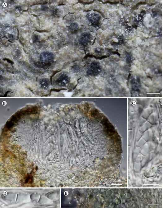 Fig. 5. Gyalidea pisutii (holotype, KoLRI 23673): A = thallus with ascomata; B = cross-section  of  excipulum;  C  =  detail  of  mature  ascus  (mounted  in  water),  D  =  detail  of  mature  