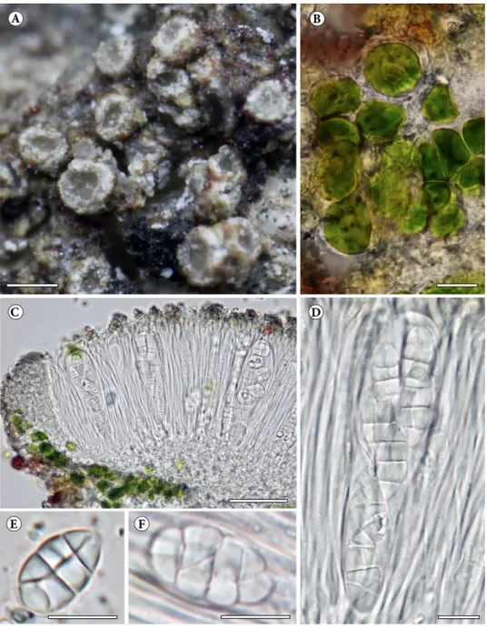 Fig. 7. Gyalidea vezdae (holotype, KoLRI 23872): A = thallus with ascomata; B = detail of apo- apo-thecium; C = cross-section of excipulum; D = cross-section of hymenium with mature asci  and paraphyses; E, F = detail of mature ascospores (mounted in water