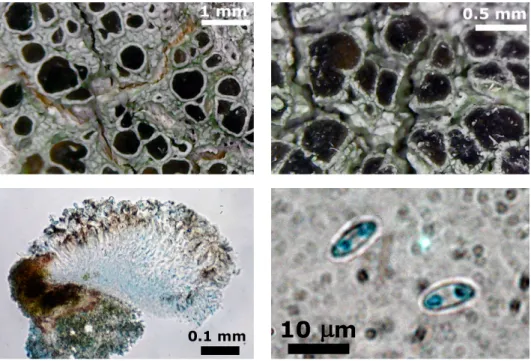 Fig. 2. Fauriea yonaguniensis (holotype, OSA), general habit. Scale 1 mm. Enlarged portion  of thallus with apothecia