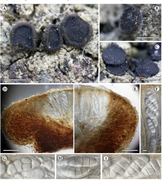 Fig. 4. Gyalidea koreana (KoLRI 039025, holotype): A, C = thallus with ascomata; B = detail  of apothecium with tomentum on the bottom part; D, E = cross-section of excipulum; F =  mature ascus and paraphyses; G, H, I = mature ascospores (mounted in water)