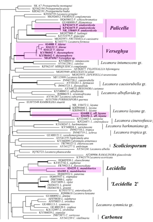 Fig. 2. Position of the genera Polyozosia, Sedelnikovaea and Verseghya in the phylogenetic tree  of the Lecanoraceae, based on nrITS sequence data set