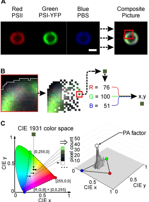 Figure 1. Calculation of protein arrangement factor (PA-factor) from RGB images of cyanobacteria cells