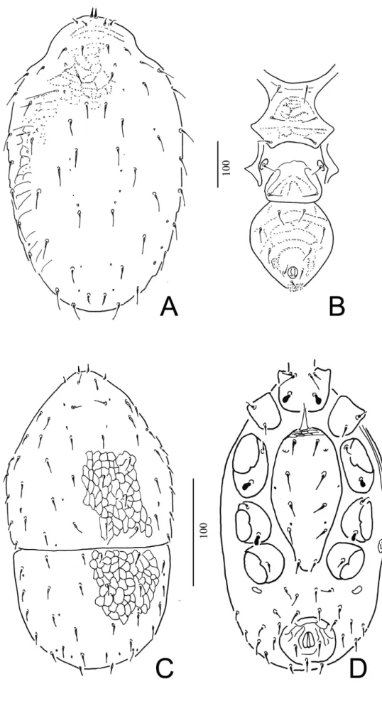 Figure 1 Mites associated with stable fly I: A – dorsal view of Macrocheles subbadius (Berlese, 1904), female, B – ventral view; C – dorsal view of Halolaelps sexclavatus (Oudemans, 1902), deutonymph, D – ventral view