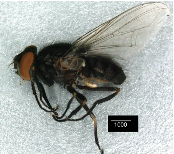 Figure 3 Macrocheles subbadius (Berlese, 1904) female attached to stable fly. Scale bars in ႜζ.