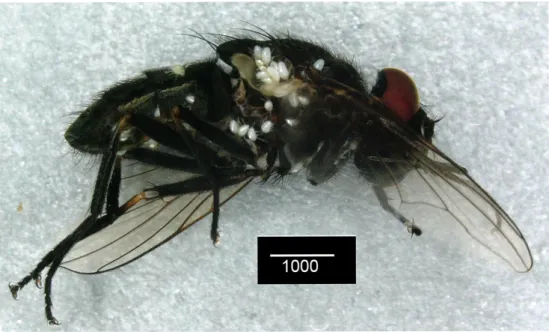 Figure 4 Trichotrombidium muscarum (Riley, 1878) larvae attached to stable fly. Scale bars in ႜζ.