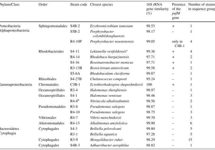 Table 2    Taxonomic affiliation of the bacterial strains isolated from the purple layer based on 16S rRNA gene sequence similarity