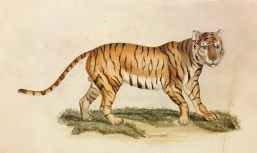 4. ábra. Krenner József nem csak mineralógus volt, általában szerette a természettudományokat –  saját kezű rajza egy tigrisről (MTM Tud.tört